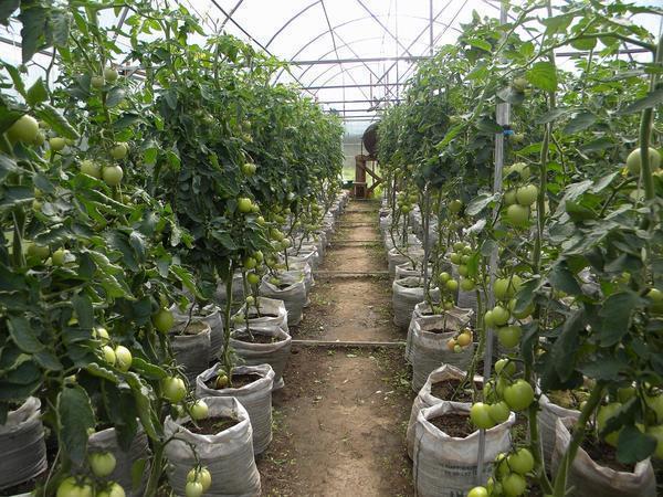 Среднерослые помидоры можно выращивать в теплице любого размера