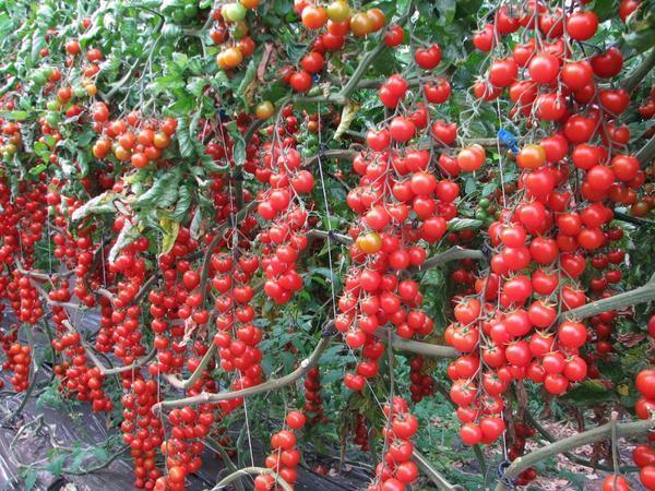 Выбирать томаты Черри для теплиц следует в зависимости от личных вкусовых предпочтений