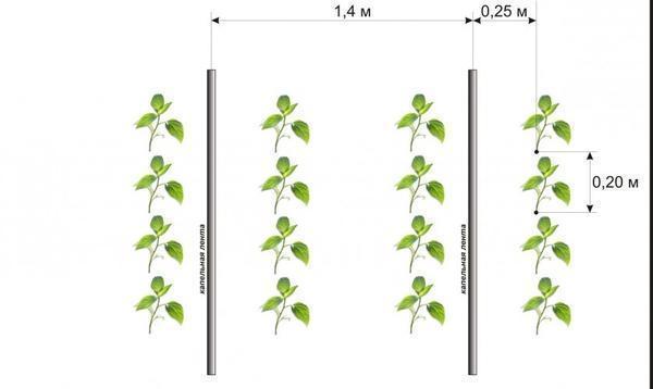 Число растений на 1 м² не должно превышать 5, так как чем плотнее посадки, тем ниже урожайность