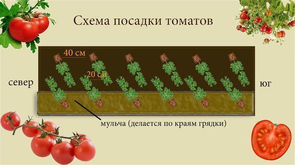 Схема посадки томатов в теплице 3х6