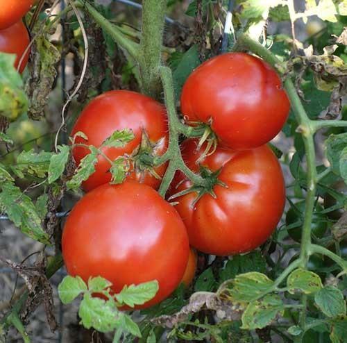 При правильном уходе за томатами можно получить богатый урожай