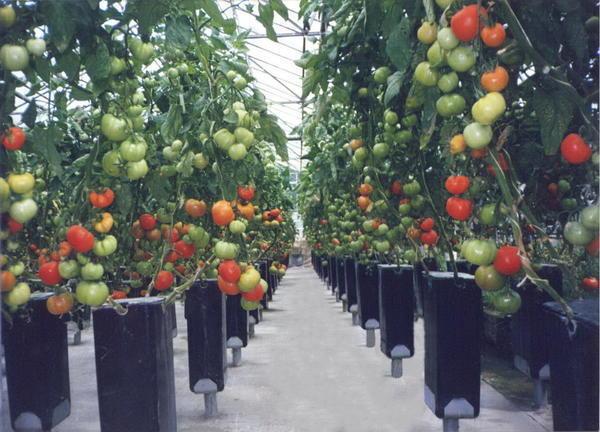 Промышленное выращивание томатов разных сортов подразумевает под собой посадку большого количества помидорных кустов