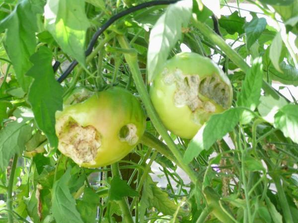 Продырявленные томаты говорят о том, что в парнике завелась гусеница-совка