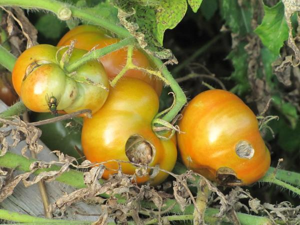 Белокрылка и медведка - опасные вредители, поедающие томаты