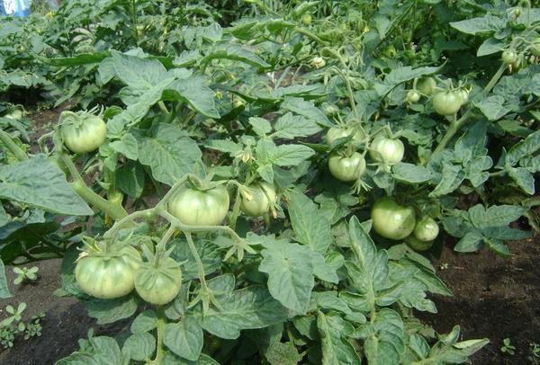 Чтобы кусты помидор не начали жировать, необходимо вовремя пасынковать растения