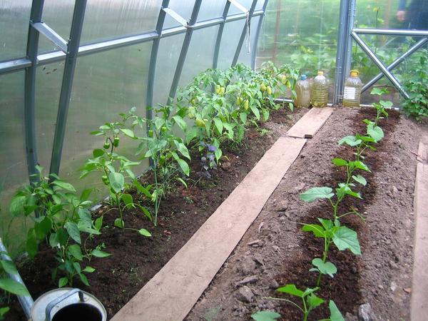 Опытные садоводы большое внимание уделяют подготовке посадочного материала, ведь от этого во многом зависит будущий урожай.