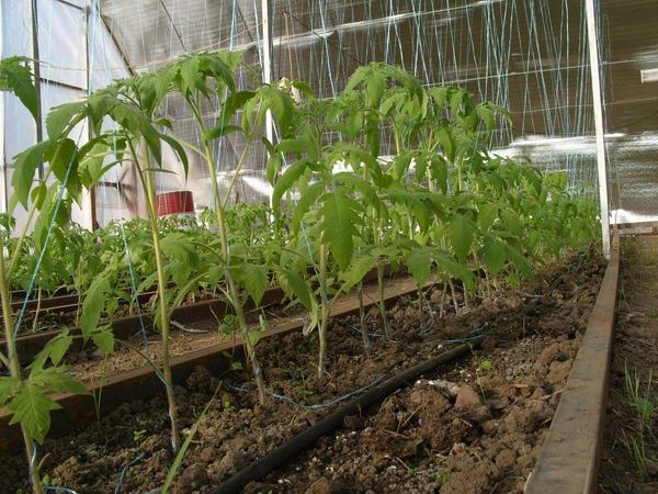 Что можно выращивать в теплице из поликарбоната зимой?
