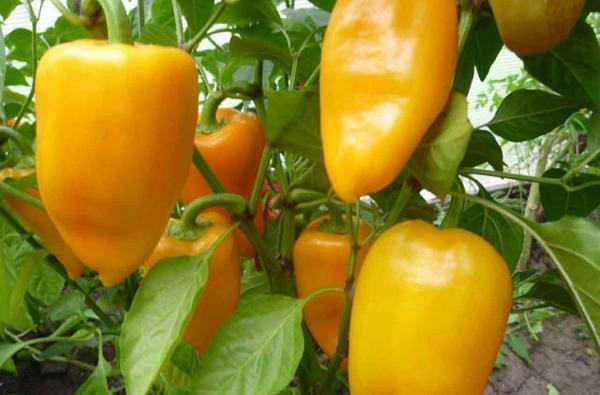 Помимо помидор, в теплице можно выращивать перцы