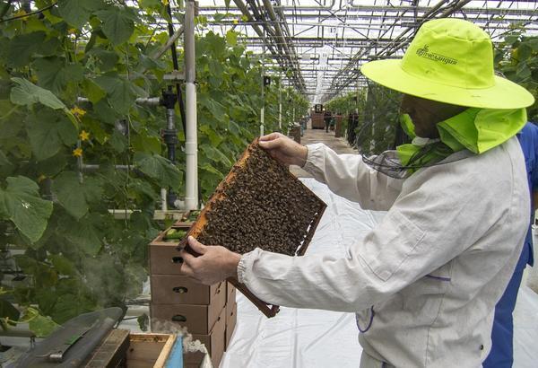 Перед тем как разместить пчел в теплице, стоит изучить рекомендации специалистов 