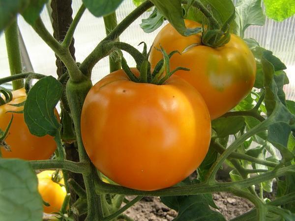 Желтые помидоры богаты многими полезными микроэлементами и витаминами