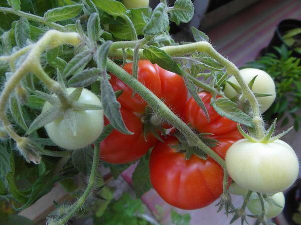 Уральские помидоры следует выращивать исходя из климатических особенностей региона