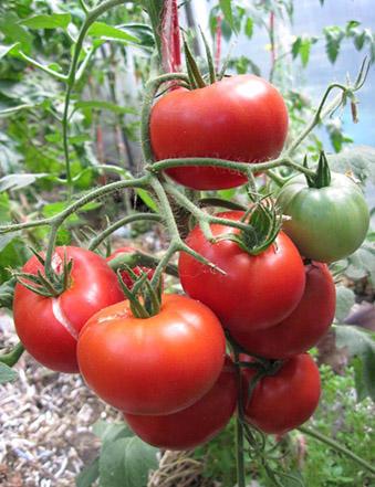 Специалисты рекомендуют выбирать гибридные сорта томатов для выращивания