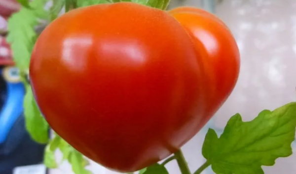 Какие сорта помидор самые урожайные для теплиц