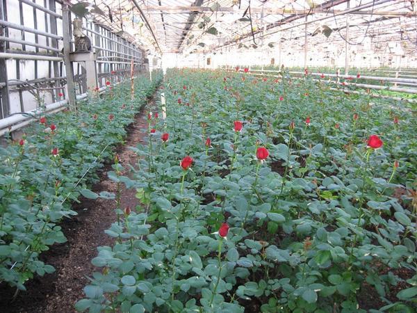 Влажность в теплице, где выращивают розы, должна находиться в пределах 70%