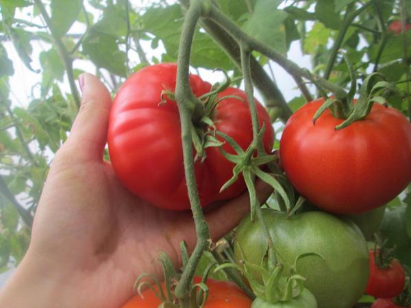 Выращивать томаты в Сибири лучше всего в тепличных условиях