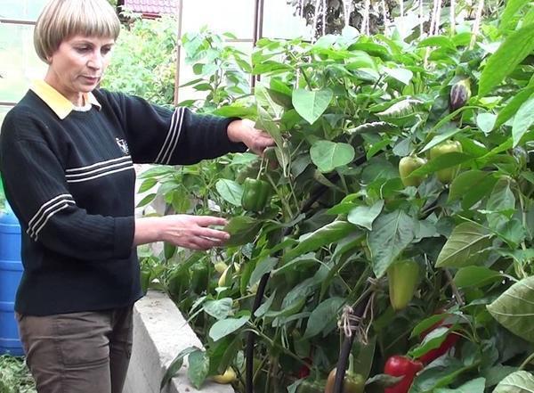 Перец болгарский – выращивание и уход в теплице, болезни болгарского перца