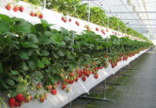 Выращивая ягоды в тепличных условиях, следует поддерживать оптимальный температурный режим 