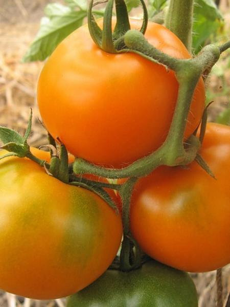 Ранние сорта томатов для теплиц обычно представляют собой гибриды