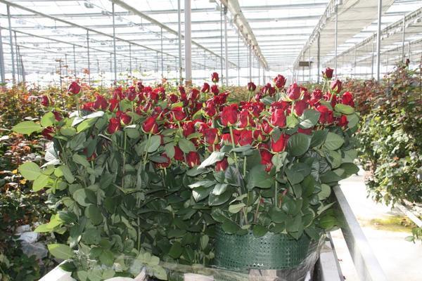 Существует большое количество разных сортов роз, однако не все они подходят для тепличного выращивания