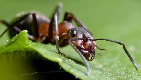 Домашние средства по борьбе с муравьями являются наиболее популярными методами