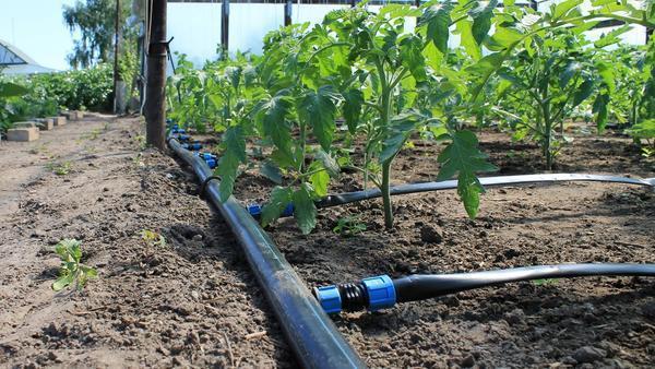 Значительно облегчить труд огородникам поможет установка системы полива