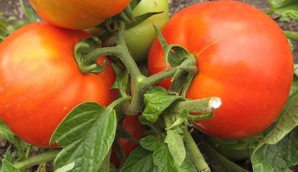 Гибридные томаты Булат прекрасно плодоносят и рано спеют