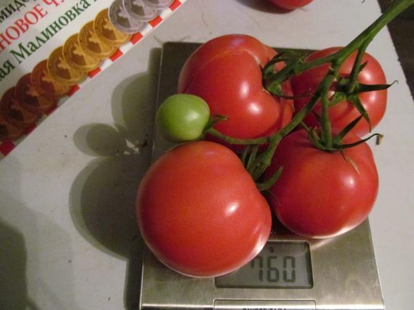 Крупноплодные сорта томатов подходят для выращивания как для собственного употребления, так и на продажу 