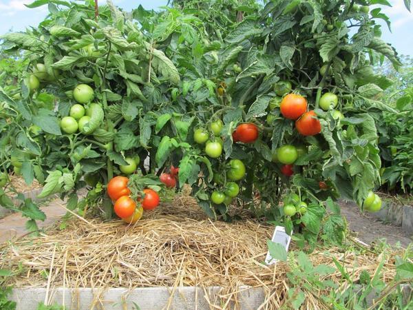 Увеличить урожай помидоров можно, выполнив мульчирование почвы 