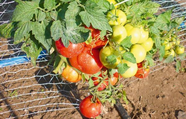 Низкорослые сорта сладких помидоров для теплиц могут порадовать высокой урожайностью



