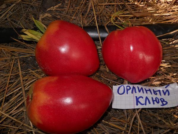 Томаты Орлиный клюв - один из самых популярных полудетерминантных сортов помидор