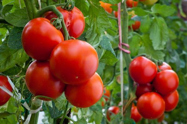 Выращивать в теплице можно также и томаты