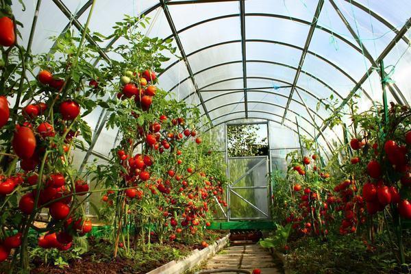 Чаще всего в теплицах выращивают огурцы и помидоры