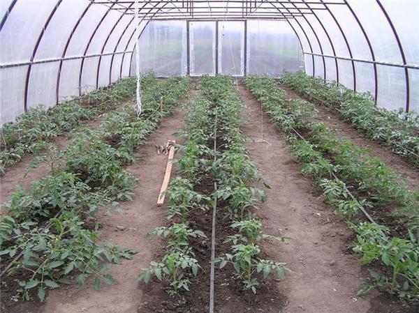 Прежде чем высаживать помидоры в теплицу, необходимо подготовить почву