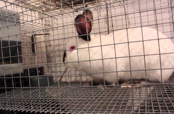 При содержании кроликов в теплице их следует поместить в отдельные клетки 