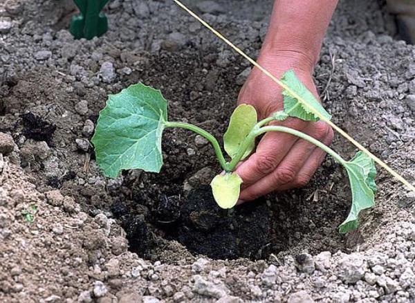 Перед тем как правильно посадить рассаду в грунт, чтобы ростки как можно меньше пострадали, предварительно обильно полейте их