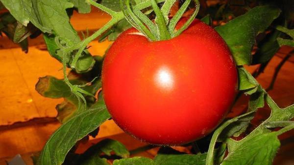 Правильный уход за помидорами - залог большого урожая