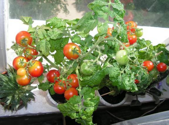 Подготовленная почва и подкормка растения в процессе роста позволит получить неплохой урожай томатов