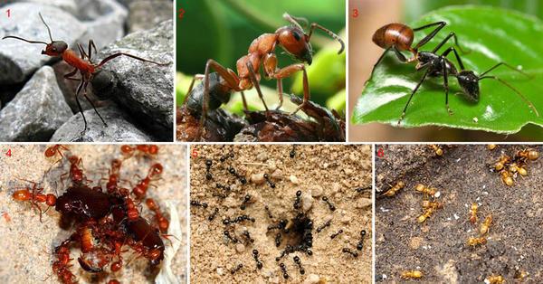 Существует множество методов борьбы с садовыми муравьями