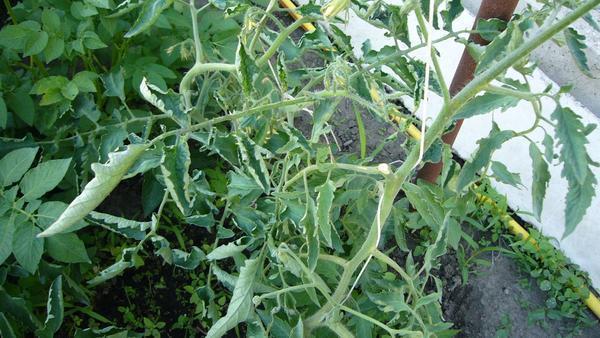 Одной из причин, почему скручиваются листья у помидор, является несоблюдение температурного режима 