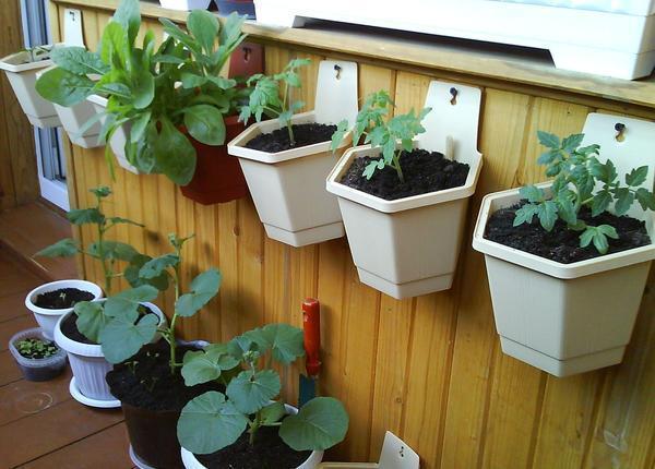 Закрепить горшки для растительных культур можно на внутренней отделке балкона 
