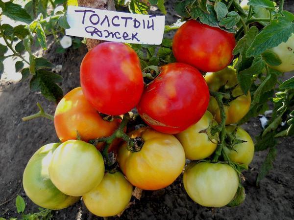 Помидоры Толстый Джек - нетребовательный сорт томатов