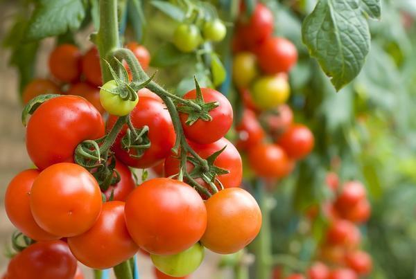 Перед выращиванием помидоров гибридных сортов стоит изучить рекомендации специалистов 