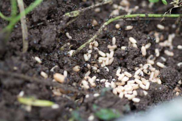 Муравьи могут портить сеянцы, разводить тлю, поливать муравьиной кислотой корни растений