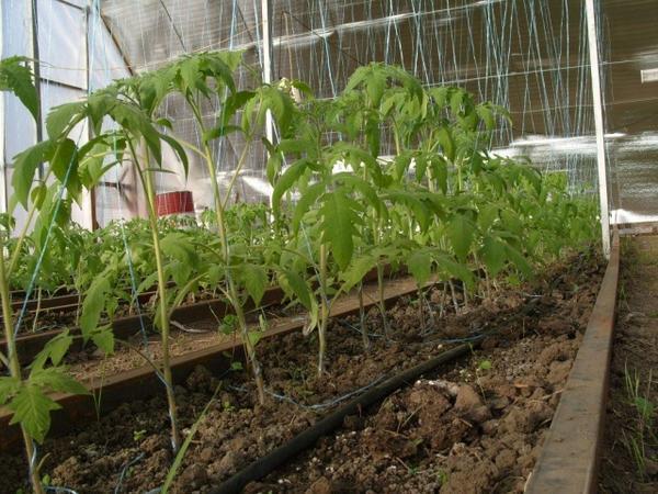 Высаживать помидоры в теплицу можно в начале мая