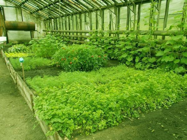 Как выращивать зелень в теплице из поликарбоната?