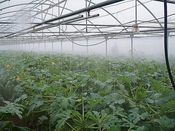 Рекомендуемая температура для выращивания того или иного растения указывается на обратной стороне упаковки с семенами 