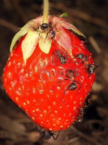 При каждом удобном случае муравьи с удовольствием уничтожат спелую ягоду или созревший плод, что явно не добавляет муравьям популярности