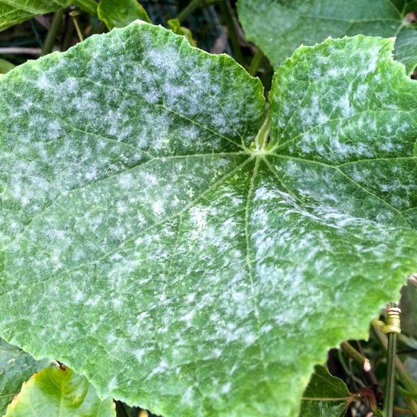 Болезнь (мучнистая роса) проявляется на листьях тыквенных культур в виде белого или сероватого налета на верхней и нижней стороне листа