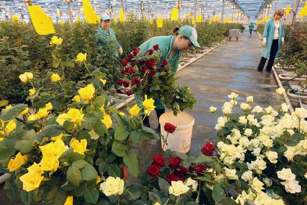 Эксклюзивные экологически чистые сорта роз под торговой маркой «Розы Белогорья» представлены новыми для российского рынка и уже известными потребителям сортами
