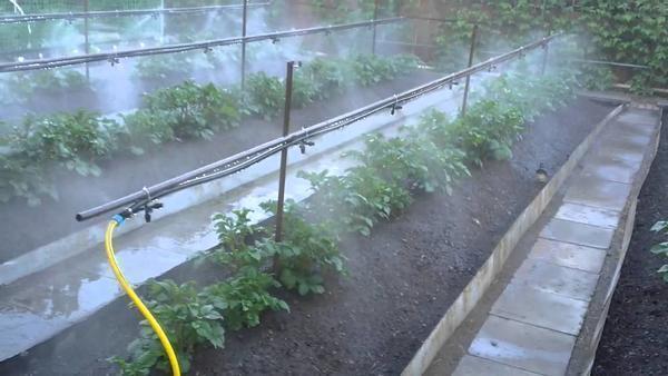 Установка дождевых систем полива подходит не всем растениям
